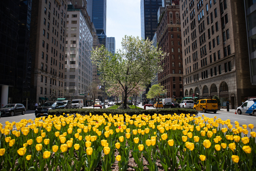 Yellow tulips blooming along Park Avenue in Manhattan during spring, with Midtown skyscrapers and traffic in the background